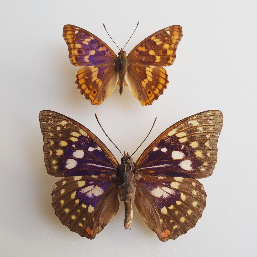 蝶標本｠オオムラサキ＆コムラサキ 2♂♂ - メルカリ