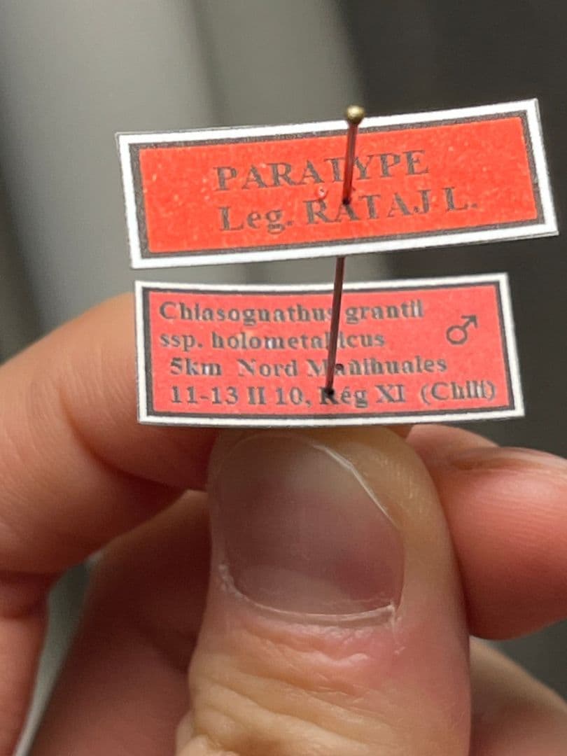 PARATYPE ホロメタリクスチリクワガタ 56mm シワバネクワガタ標本