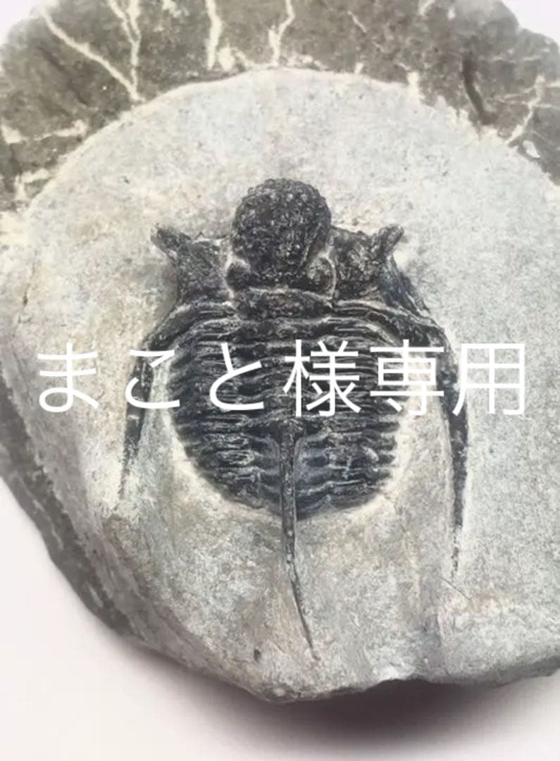 購入 三葉虫 化石 キファスピス 化石骨格標本三葉虫キファスピス30mm