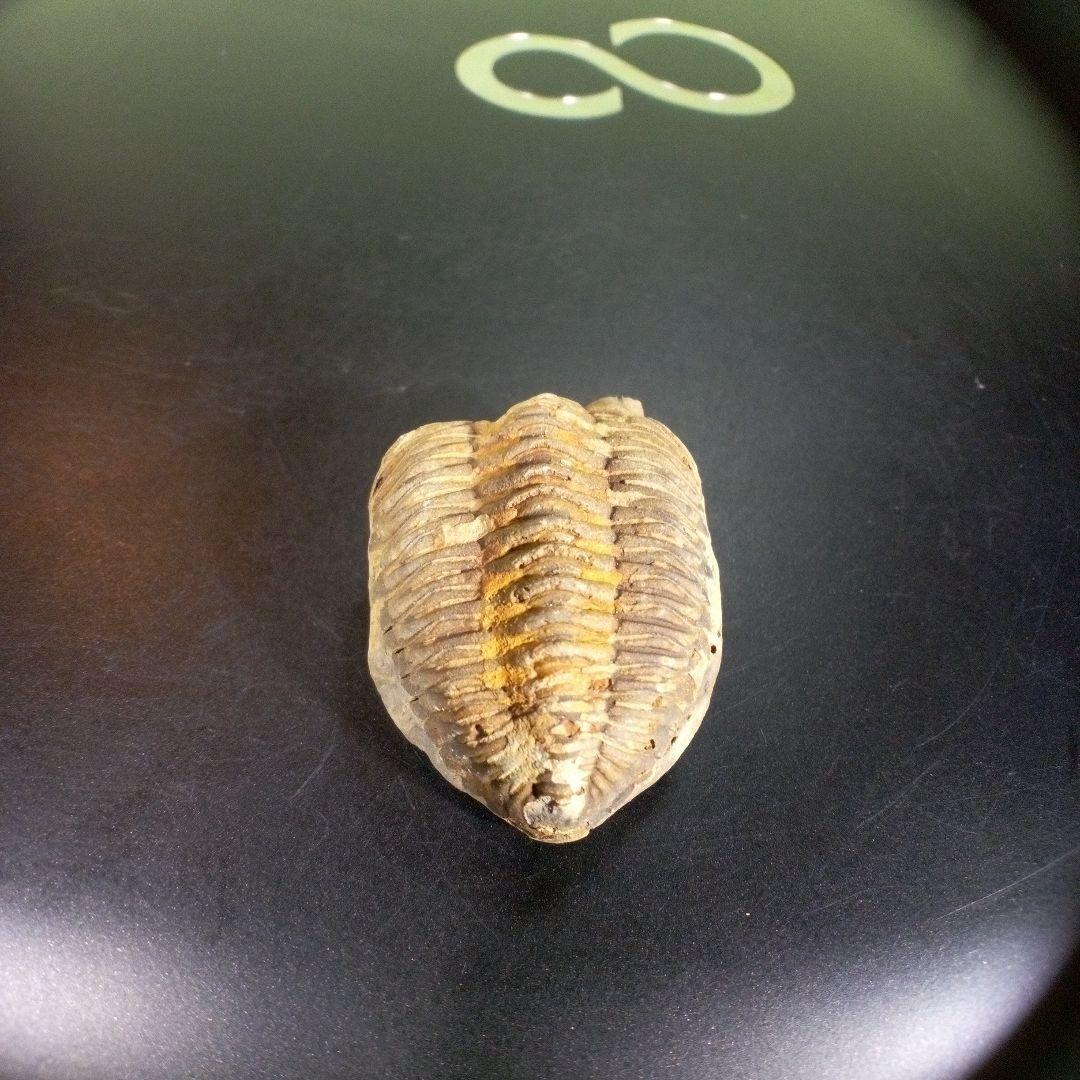 快適ホビー・楽器・アート - 三葉虫 化石 fossil 海 ボリビア産