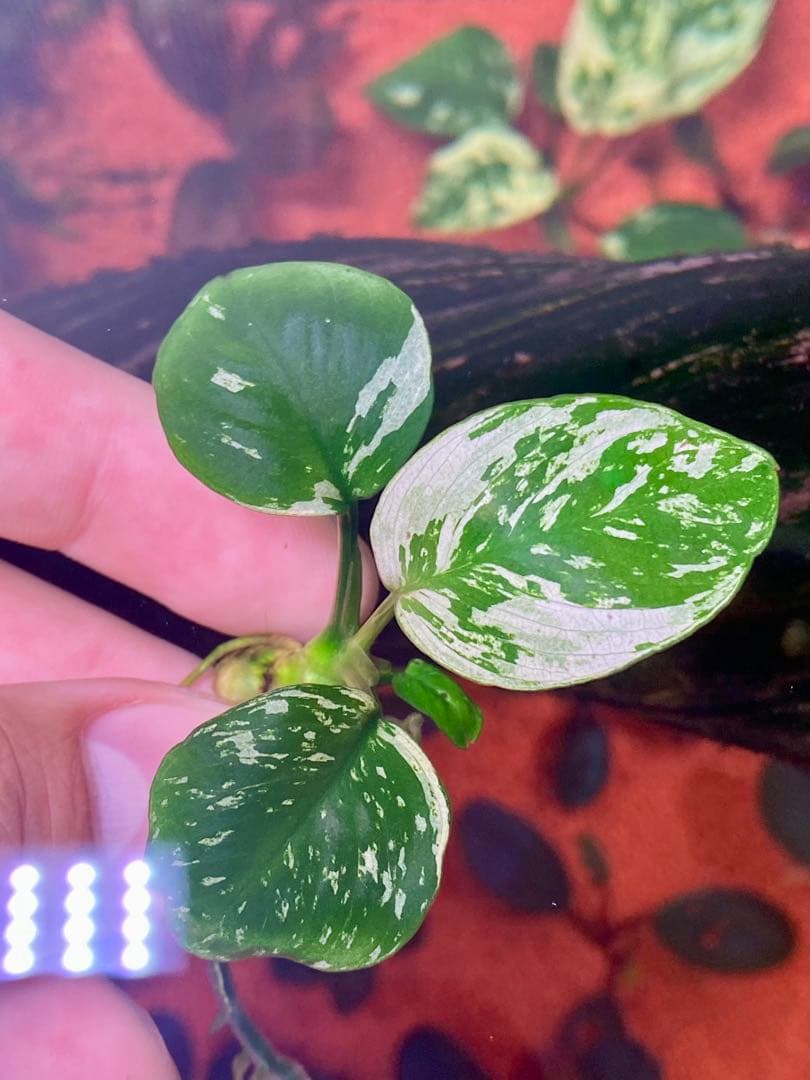 アヌビアスナナ-斑入りキングAnubias Variegated King 3本 アヌビアス