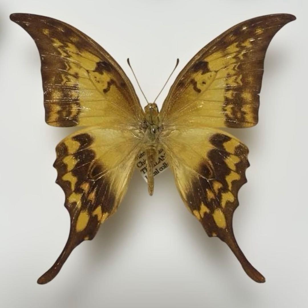 蝶標本 カギアゲハ希少種 - メルカリ