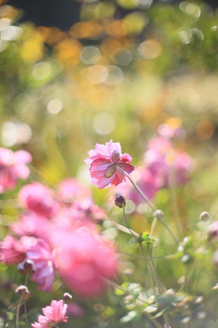 《希少》CANON FL 55mm F1.2 【光学美品】