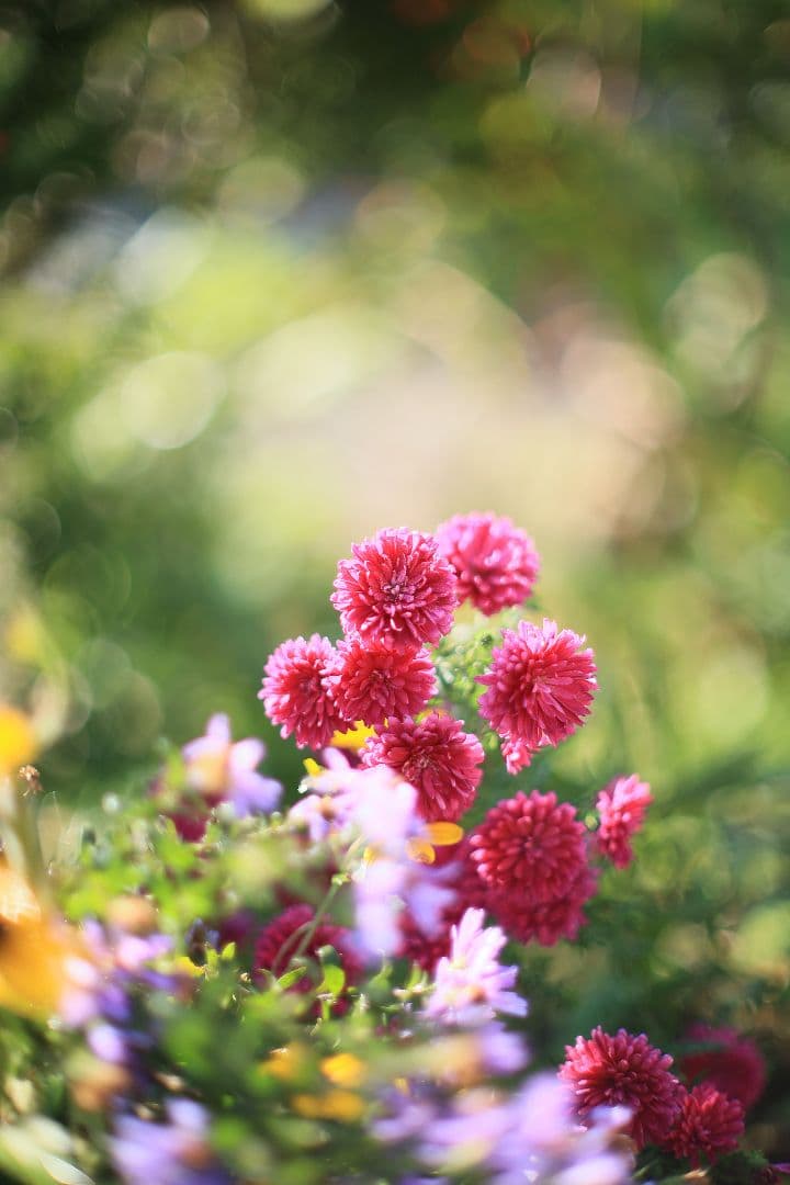 《希少》CANON FL 55mm F1.2 【光学美品】