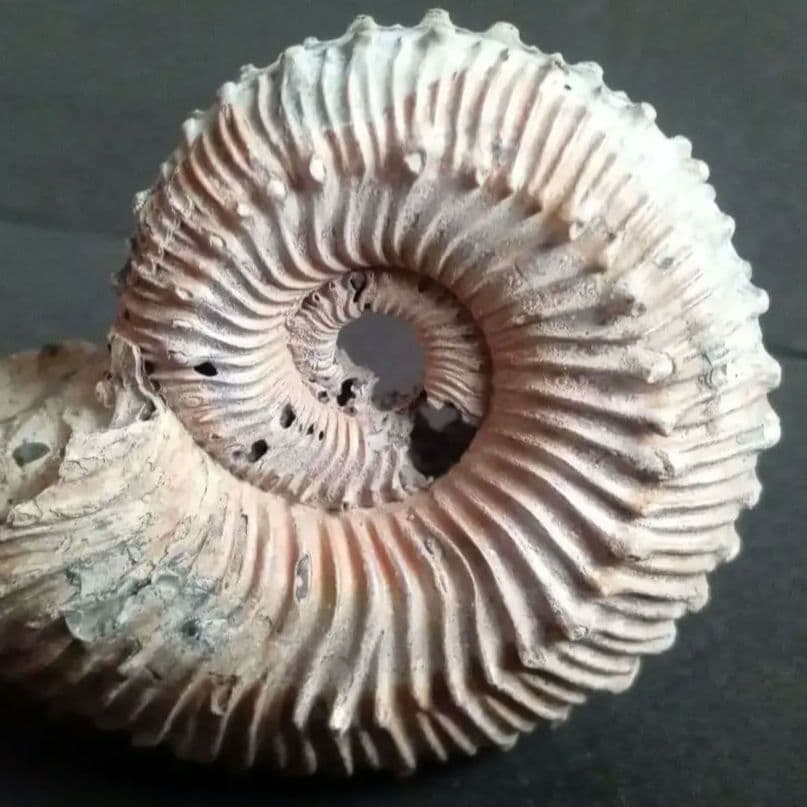 化石 パイライト アンモナイト 棘々沢山 装飾豪華 殻付き標本 ロシア産