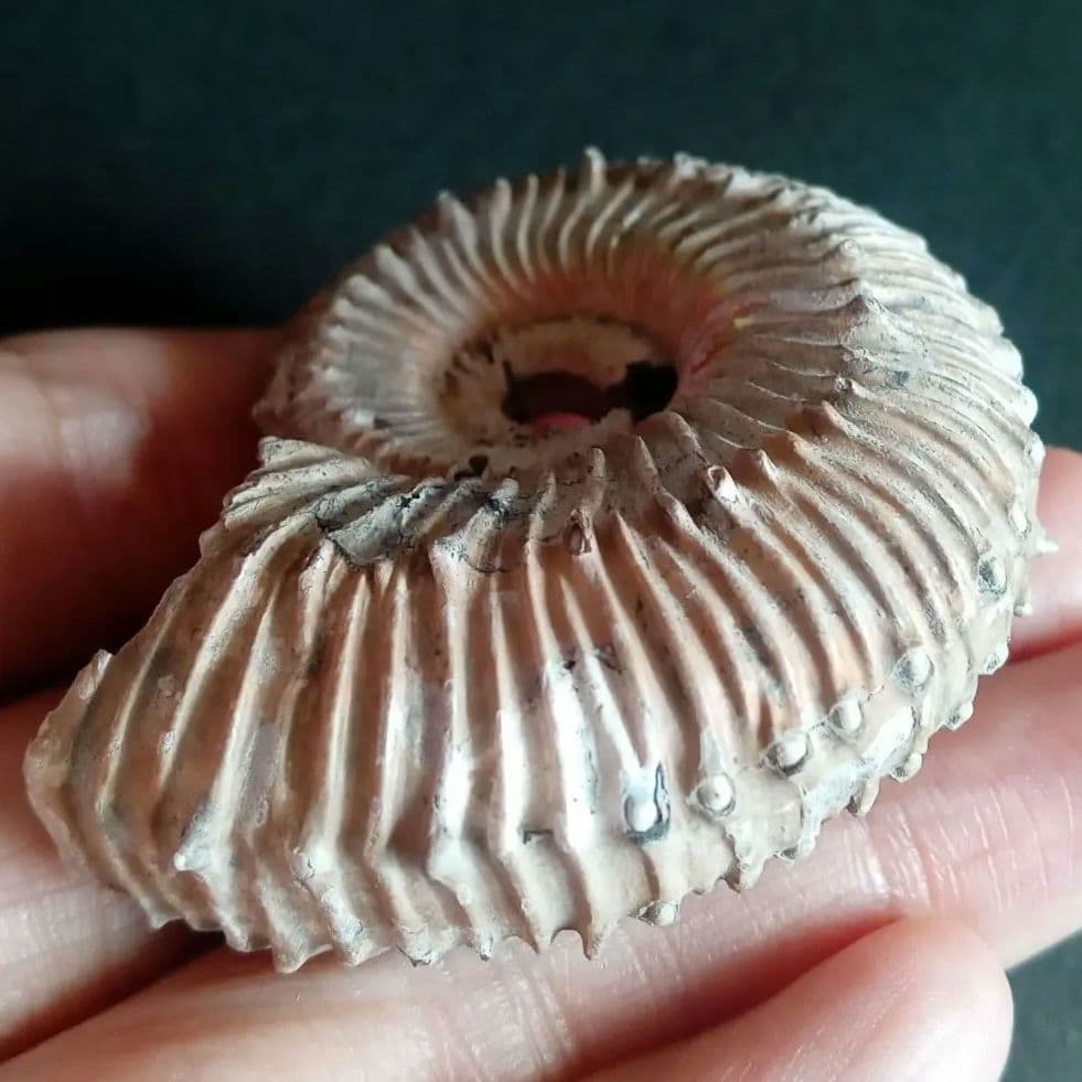 化石標本パイライトアンモナイト殻付き