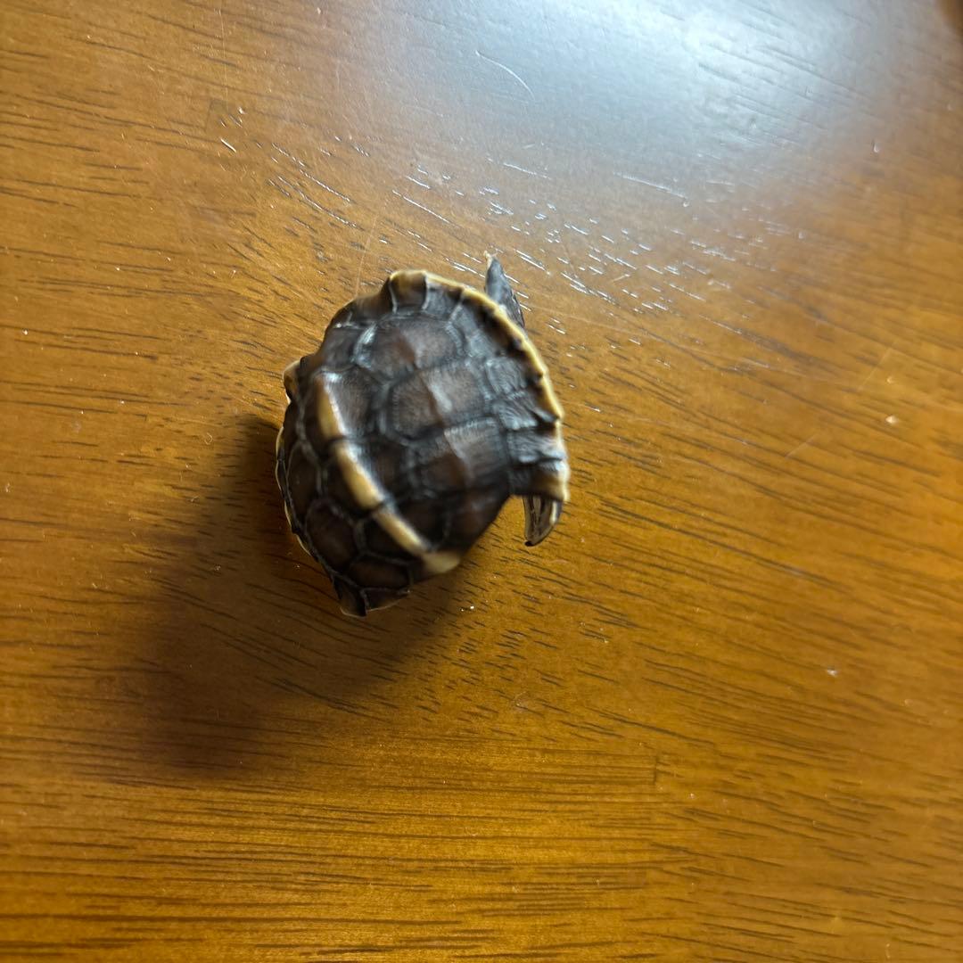 イシガメ セマルハコガメ 甲羅 剥製 標本 ネイチャーテクニカラー