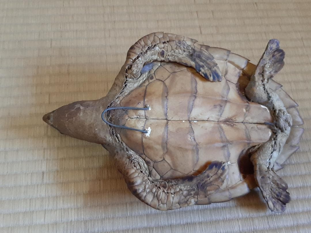 タイマイウミガメ剥製大小2個体 国際希少野生動植物種登録票あり