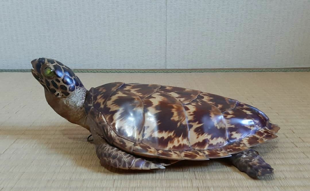 タイマイウミガメ剥製大小2個体 国際希少野生動植物種登録票あり