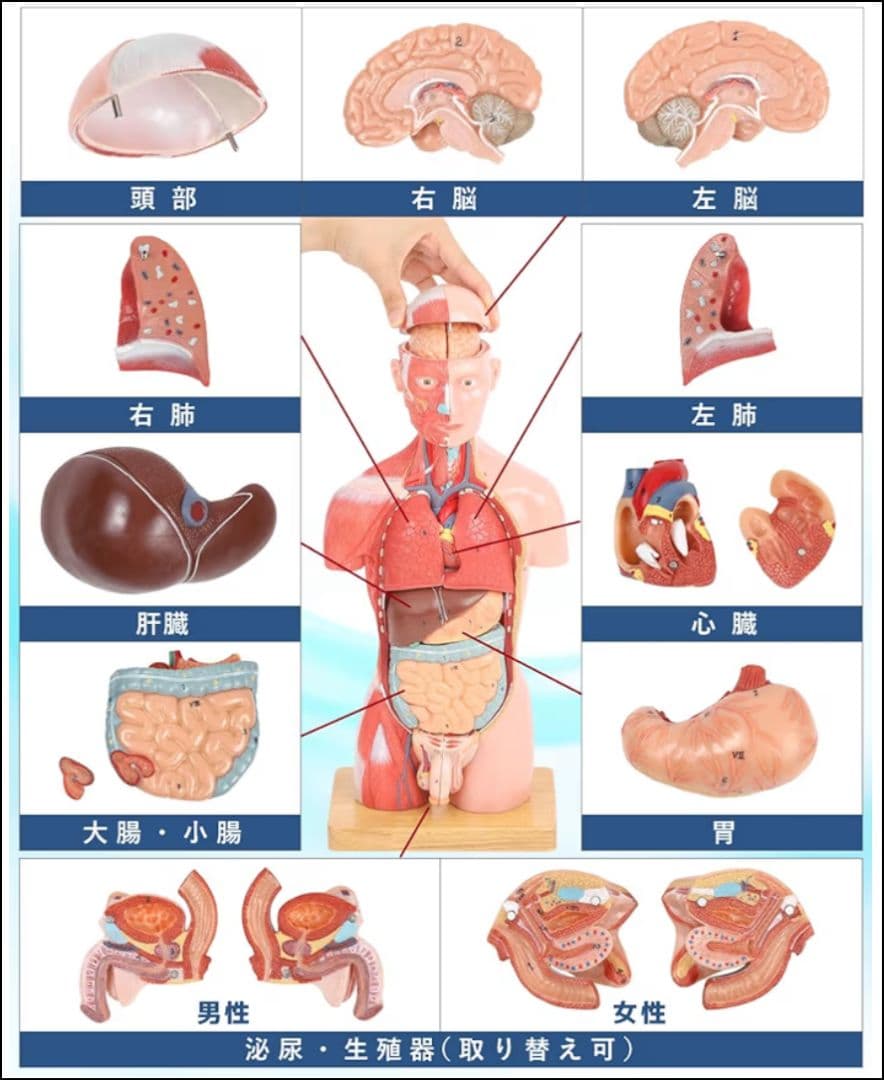 新品 KIYOMARU 45cm解剖人体模型 ソフトな質感で16分解 理学療法