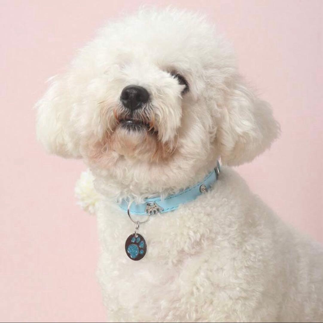 ティファニーブルー 犬用首輪 Sサイズセット - メルカリ