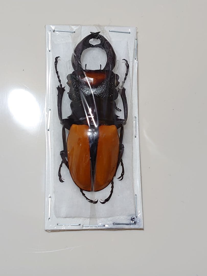 昆虫標本】国産ミヤマクワガタ♂ 立体標本仕上げキューブケース展示