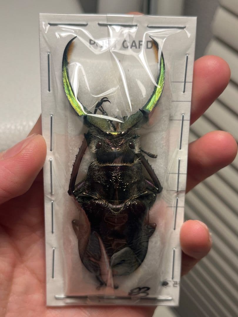 未展足83mm】ギガンテウスシワバネクワガタ 昆虫標本 ニジイロクワガタ