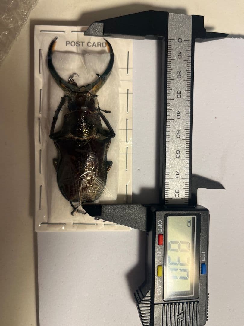 未展足83mm】ギガンテウスシワバネクワガタ 昆虫標本 ニジイロクワガタ