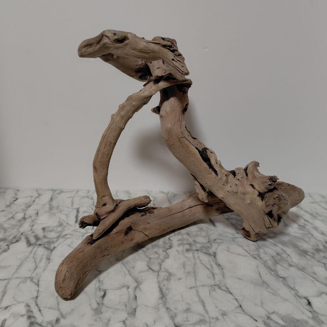 アク抜き済み流木【847】セール