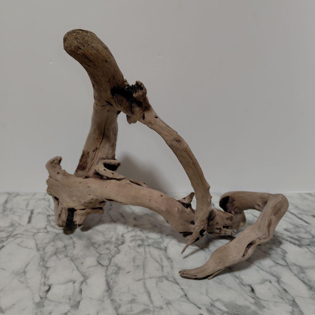 アク抜き済み流木【847】セール