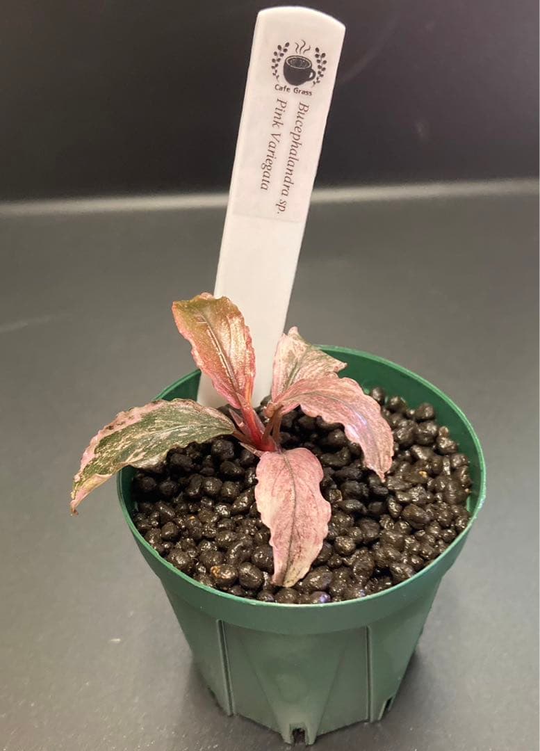Bucephalandra sp.Pink Variegata