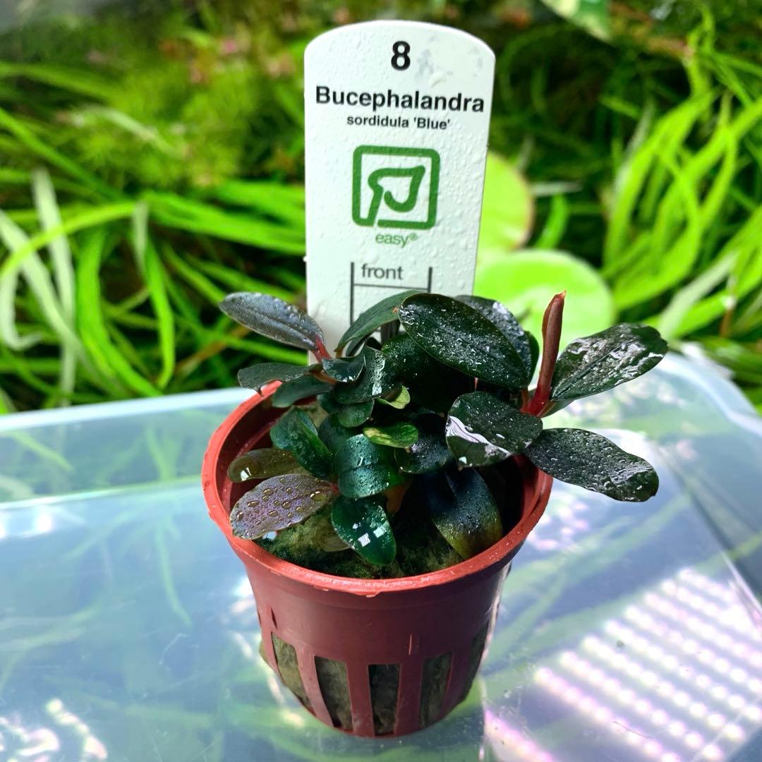 ブセファランドラ sordidula 'Blue' トロピカ社1ポット