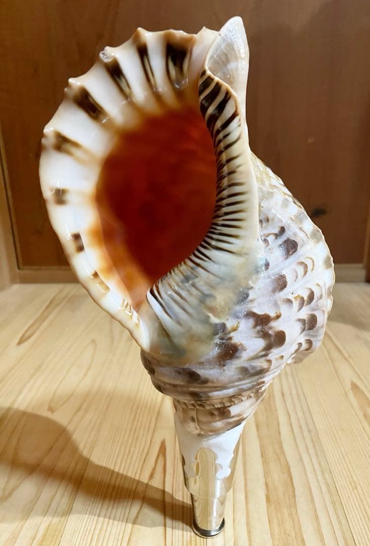 法螺貝38.5㎝貝袋付1242g38000円山伏修験