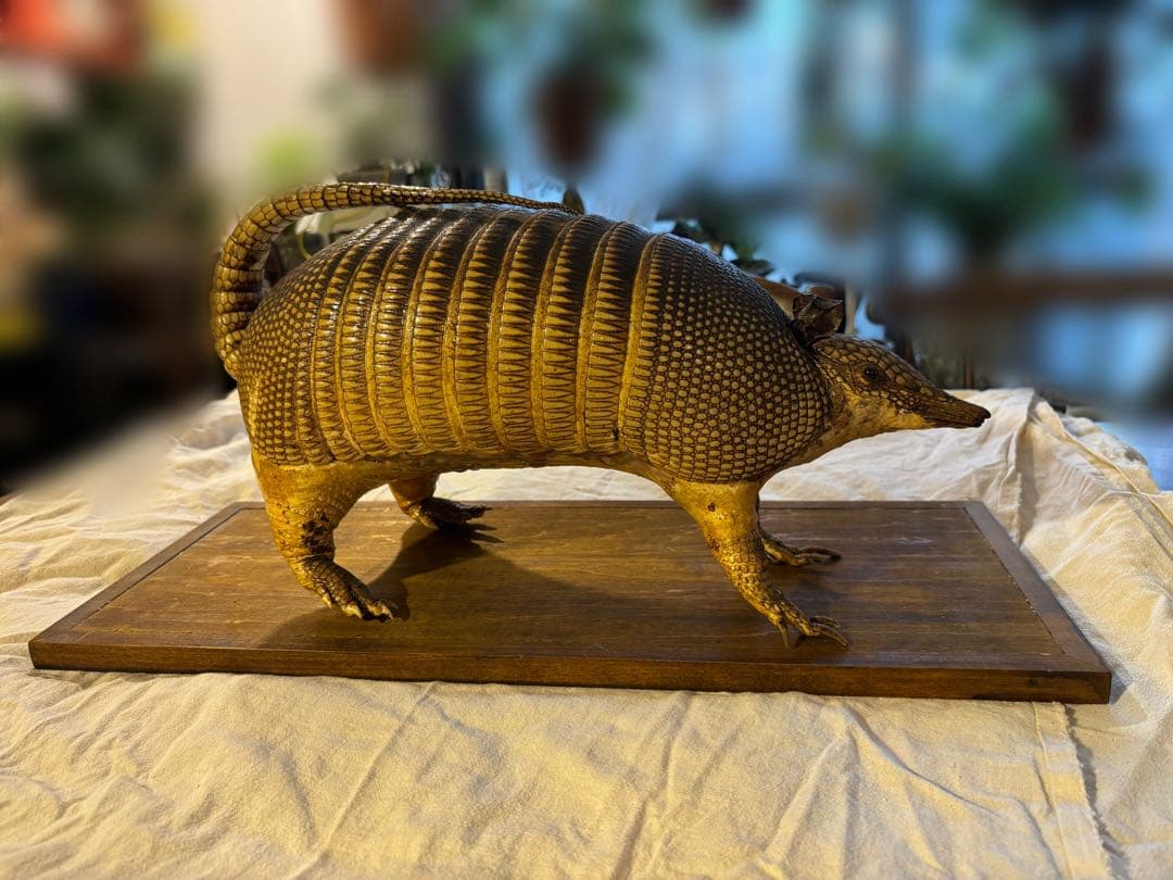 ココノオビアルマジロ 剥製 ワシントン条約 ・日本国内法（種の保存法