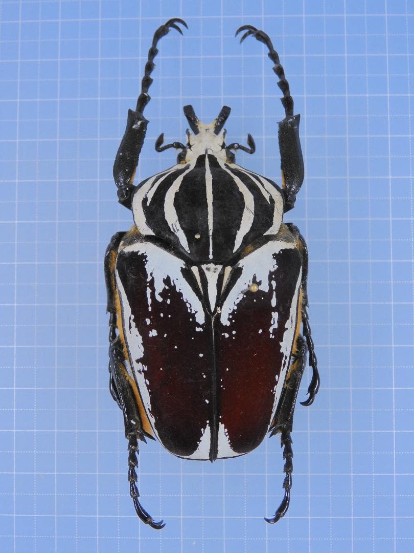 Ivorycost Goliathus regius 89mm Goliathus cacicus (Olivier, 1789
