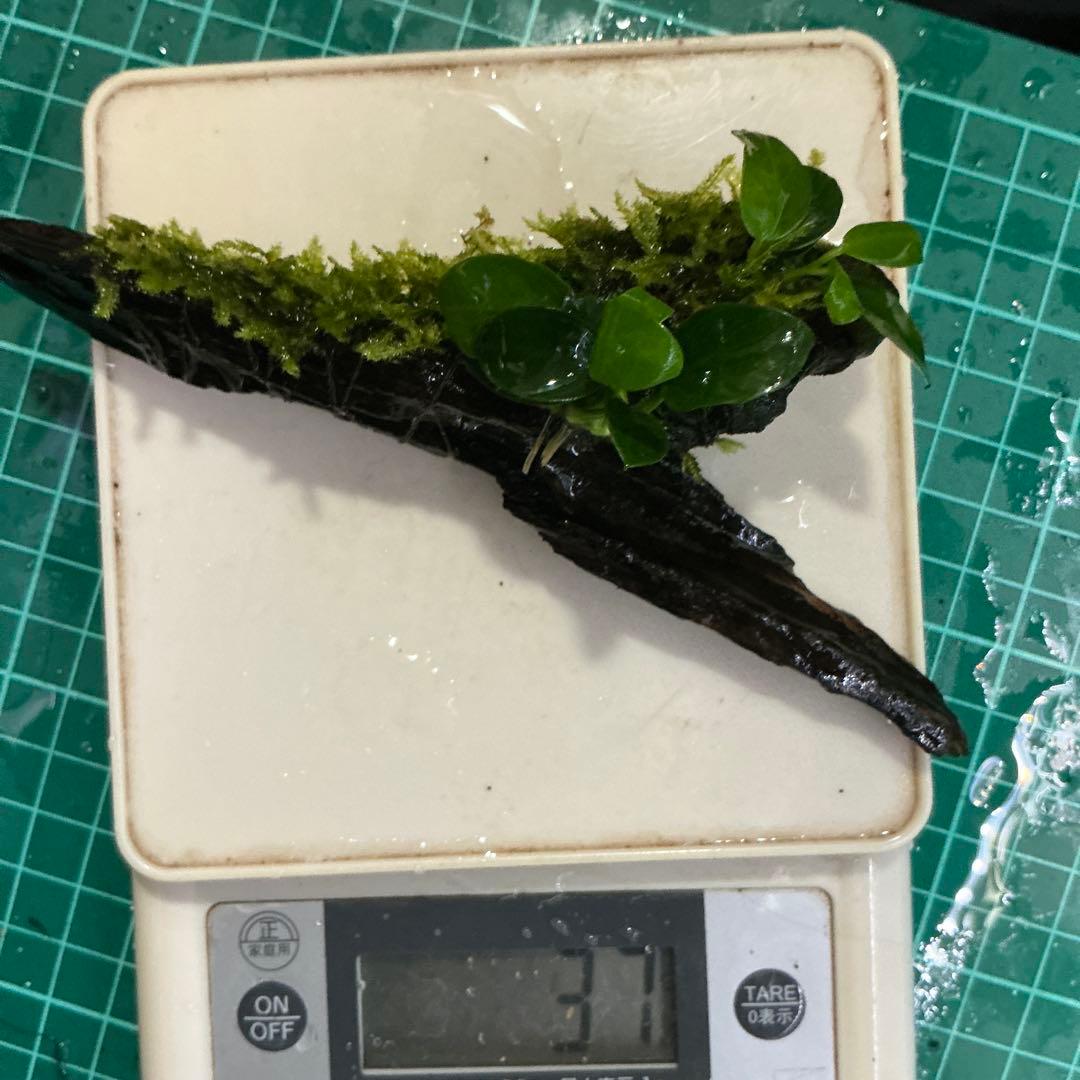 第四種郵便】良型！ジャワモス活着ブセ2種付流木とG