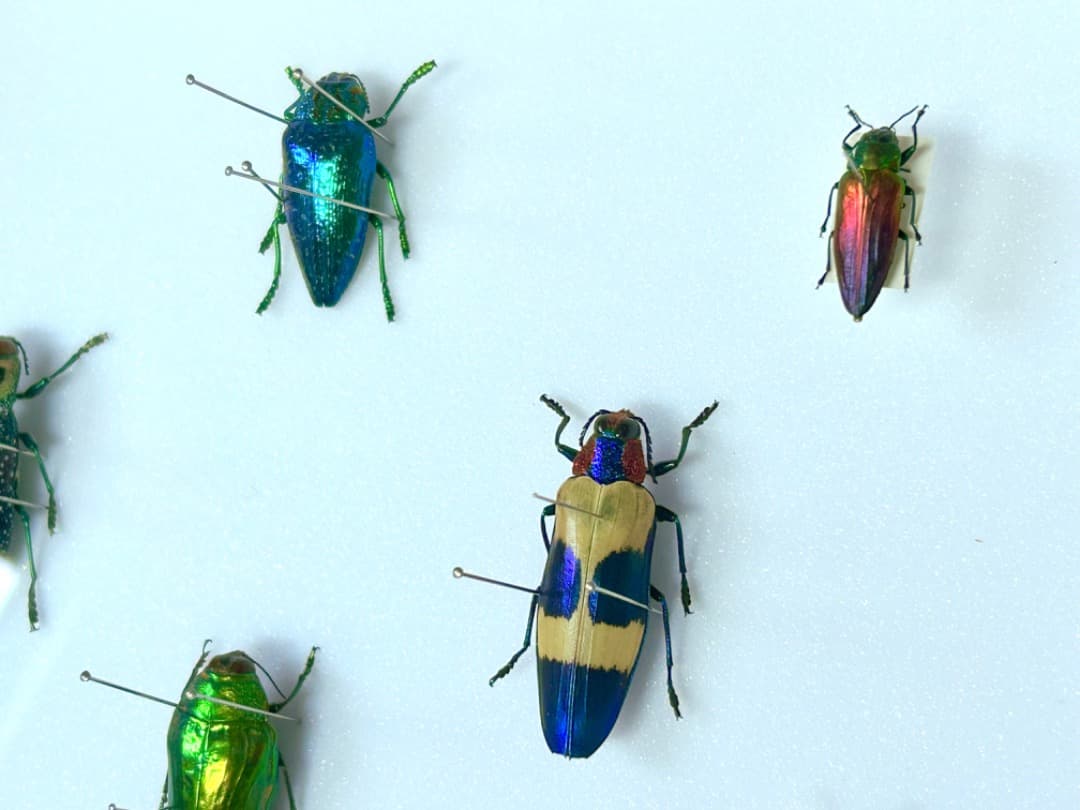 昆虫標本セット ジュエル・ビートル（タマムシ）