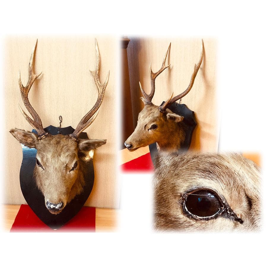 ハンティングトロフィー 鹿 剥製 ハンティングトロフィー ② シカ えぞ