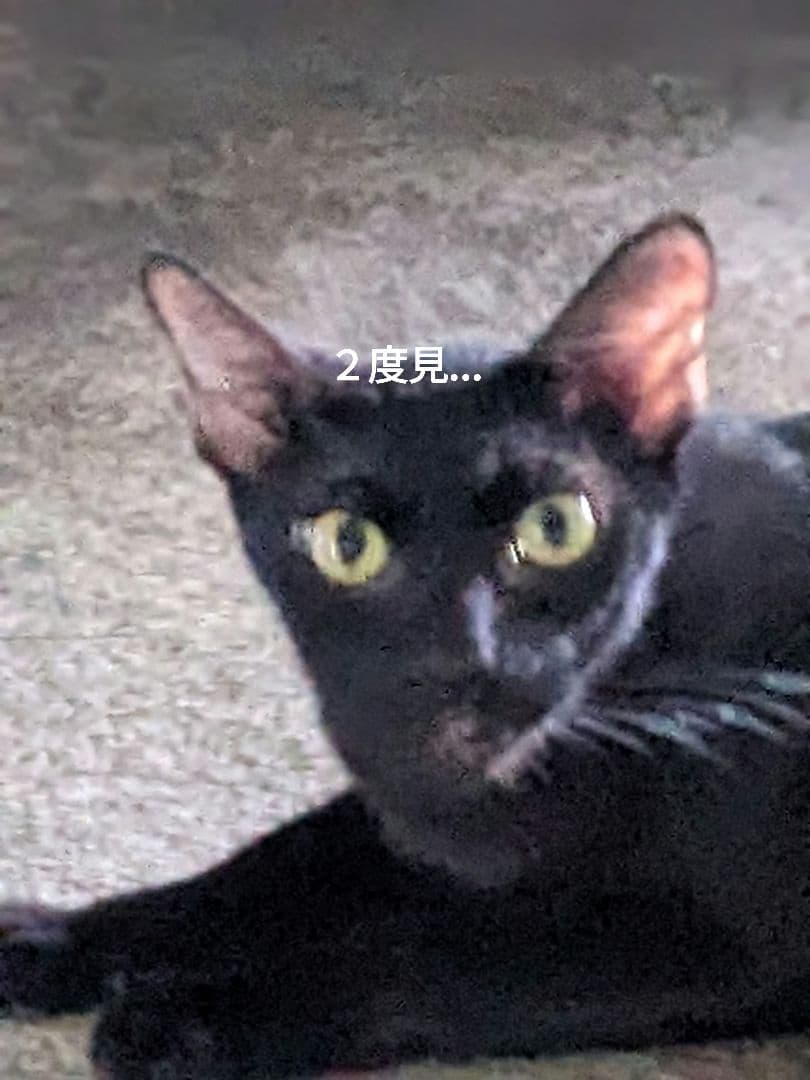 マジモノ…】動物の〇ちゃんを素材としたプラクルアン？呪物？すごい金