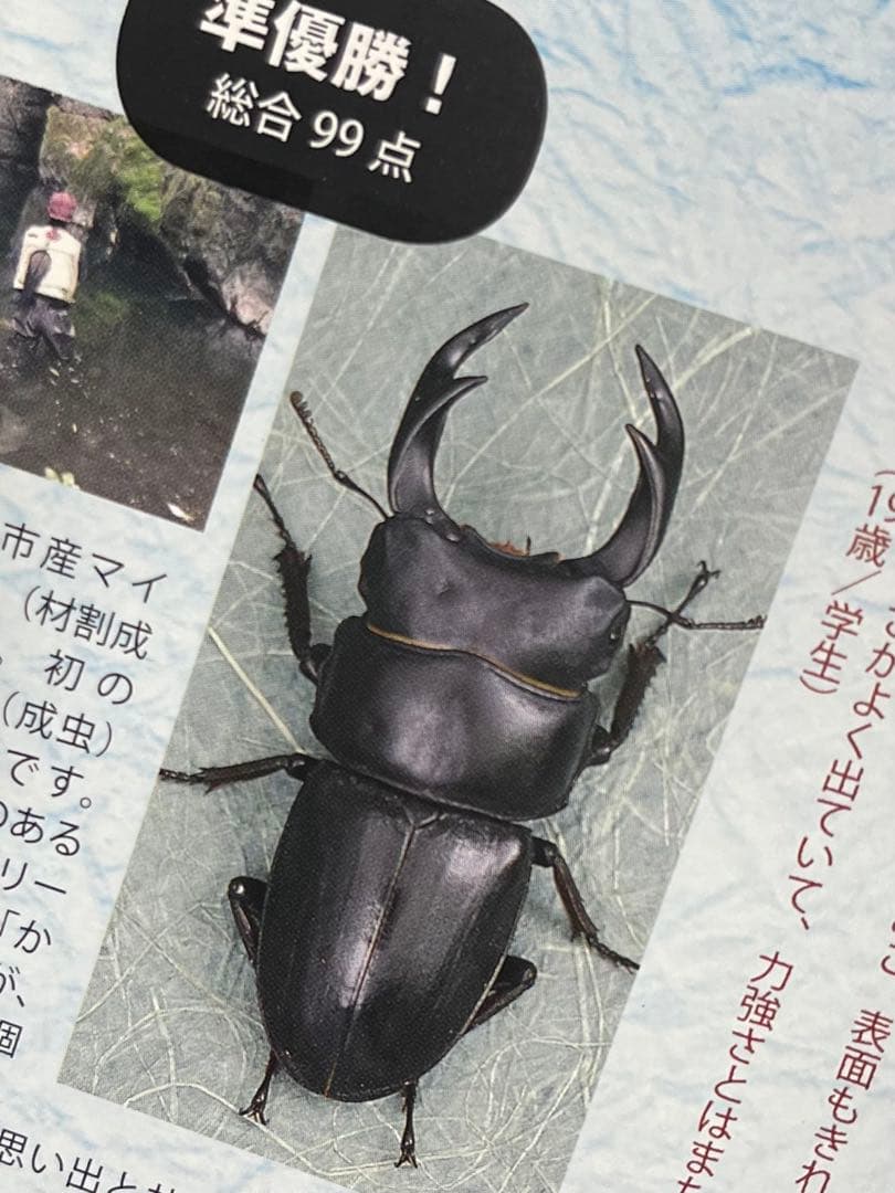 おるなーたMHHC様専用 オオクワガタ F0 材割成虫59㎜ 美形コン2