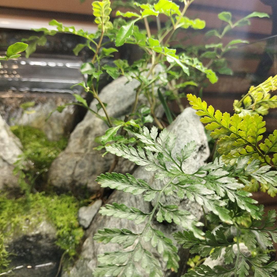 アクアテラリウム完成品】渓流アクアリウム＋テラリウム30cmキューブ水槽