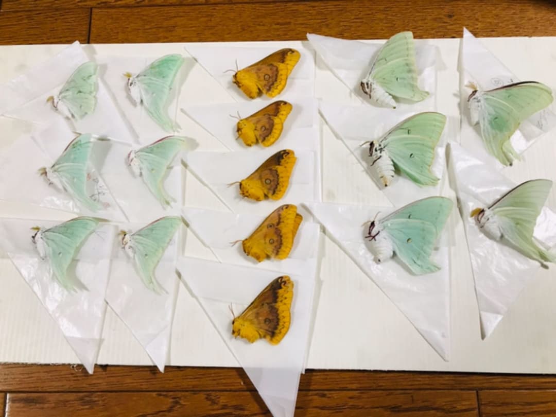 柔道様専用】蛾 三角紙標本 ヤママユ種45匹セット