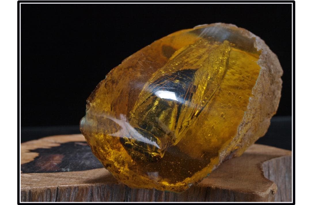 旧家初心だし 中国時代の化石 天然琥珀サソリ古美術 DE1656D4-2 篆刻用