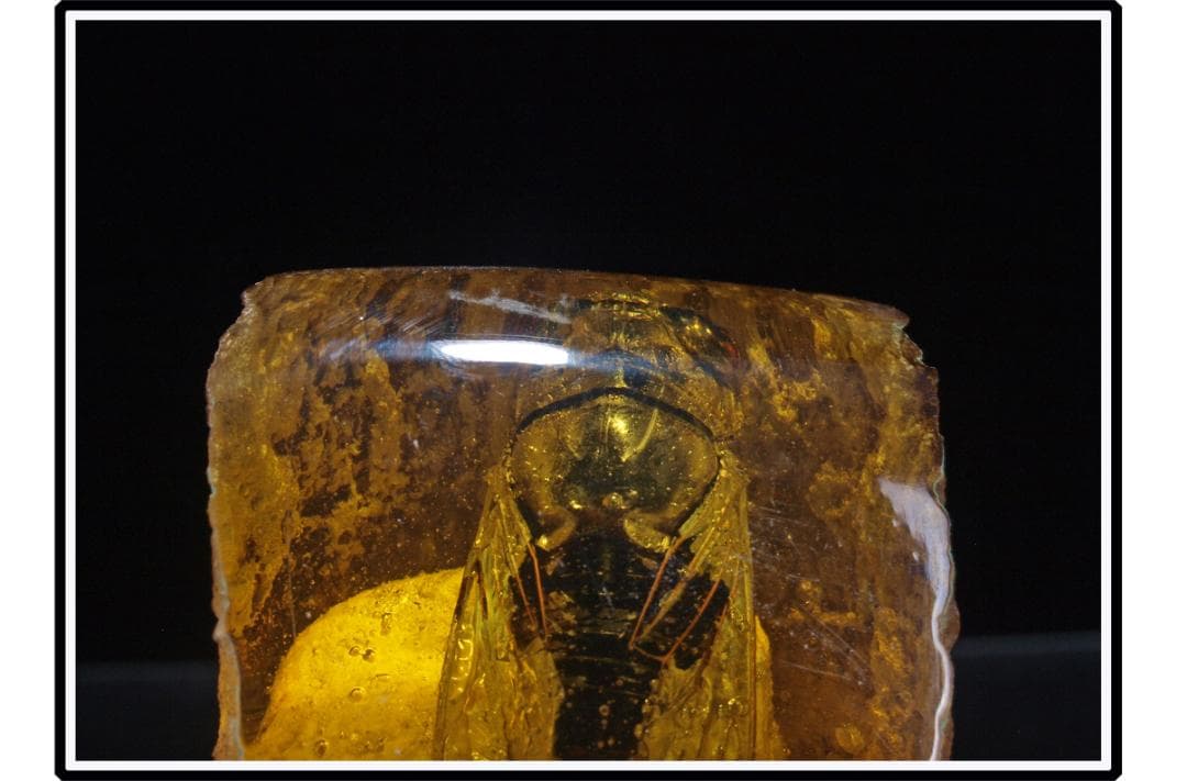 旧家初心だし 中国時代の化石 天然琥珀サソリ古美術 DE1656D4-2 篆刻用