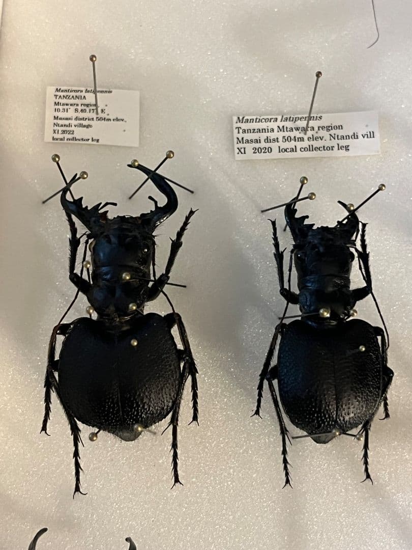 お客様の声2022 | オオクワ京都昆虫館 【Glass Beetleノコギリクワガタ