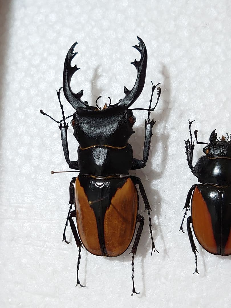 開翅125mm】スジバネトゲフチオオウスバカミキリ ブルウスバ標本