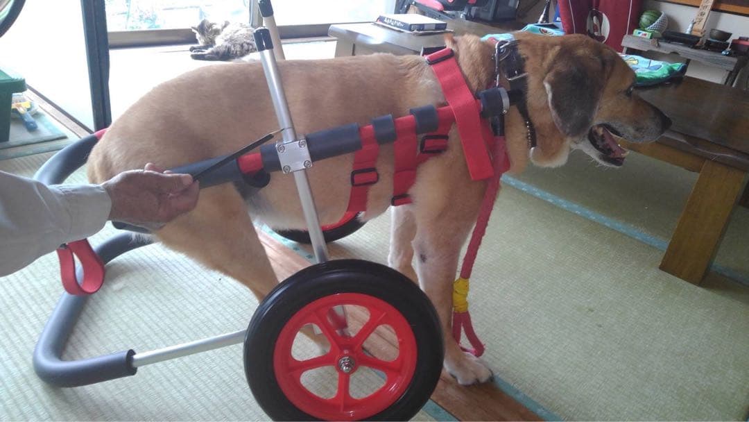 大型犬用車椅子 アルミ