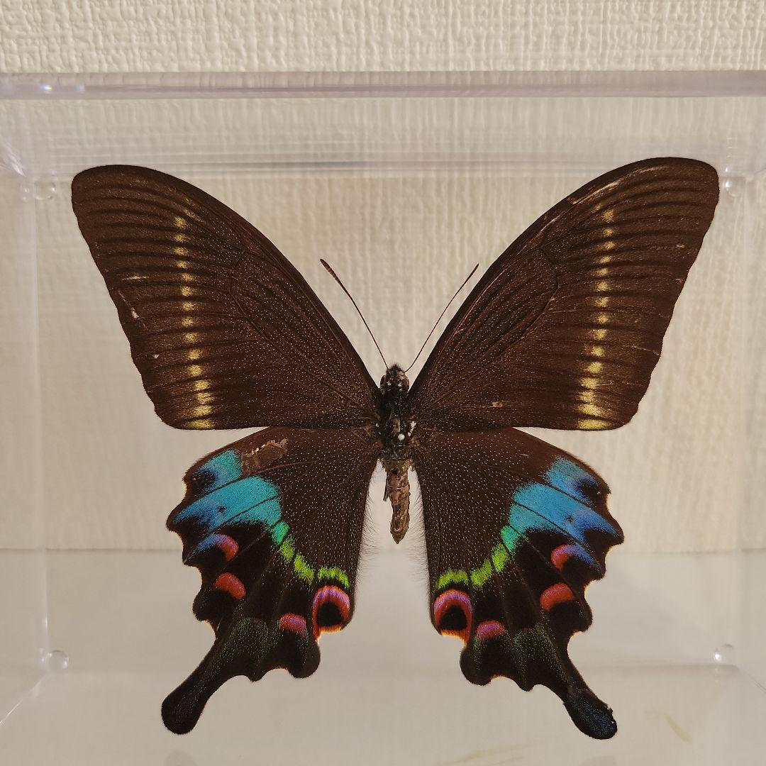 蝶の標本 クジャクアゲハの世界(珍) - メルカリ