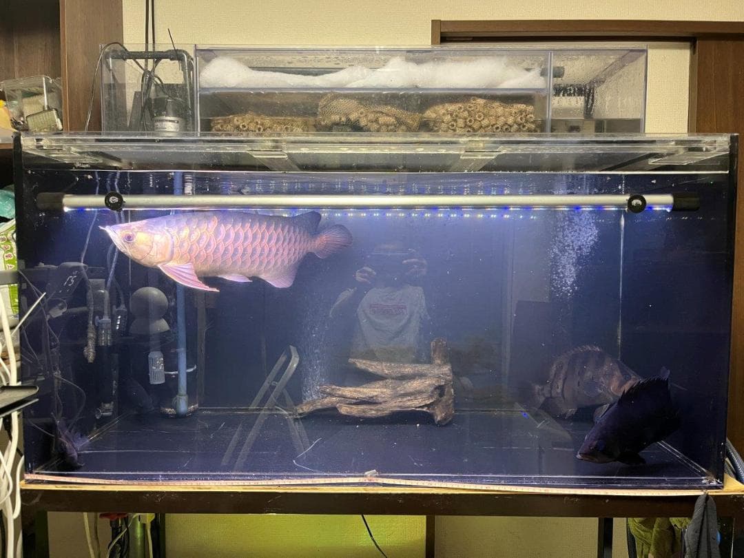 大型水槽セット引き取り限定