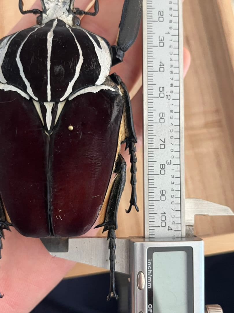 104mm】ゴライアスオオツノハナムグリWC Goliath 昆虫標本 - メルカリ