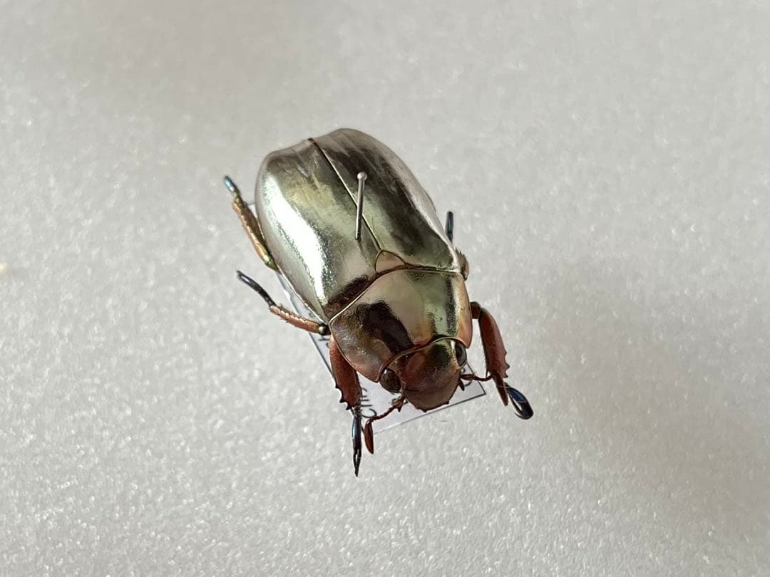 Chrysina chrysargyrea 標本 クリサルギレアプラチナコガネ - メルカリ
