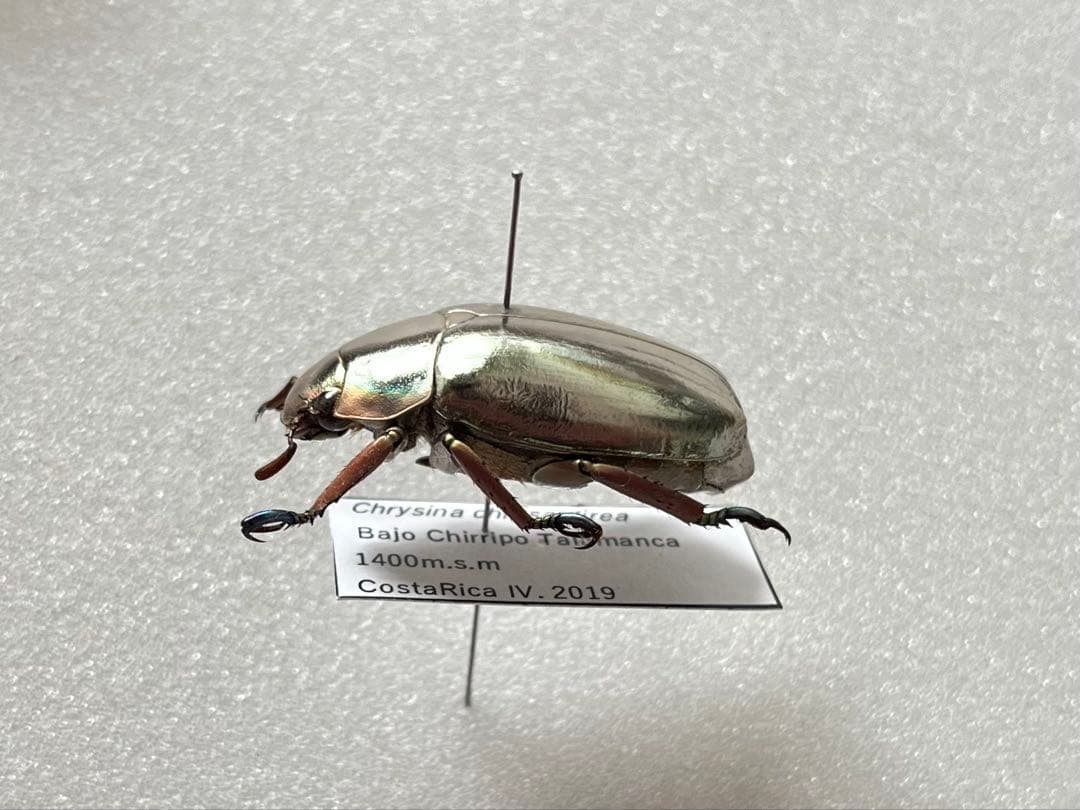 Chrysina chrysargyrea 標本 クリサルギレアプラチナコガネ - メルカリ