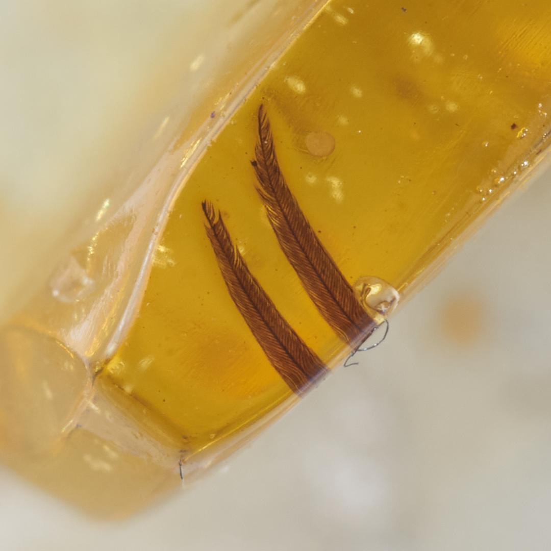 レア極上品 PA117虫入り琥珀化石 ミャンマーカムティかタナイ9900万年