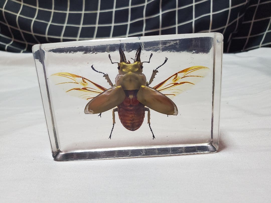 オウゴンオニクワガタ樹脂標本