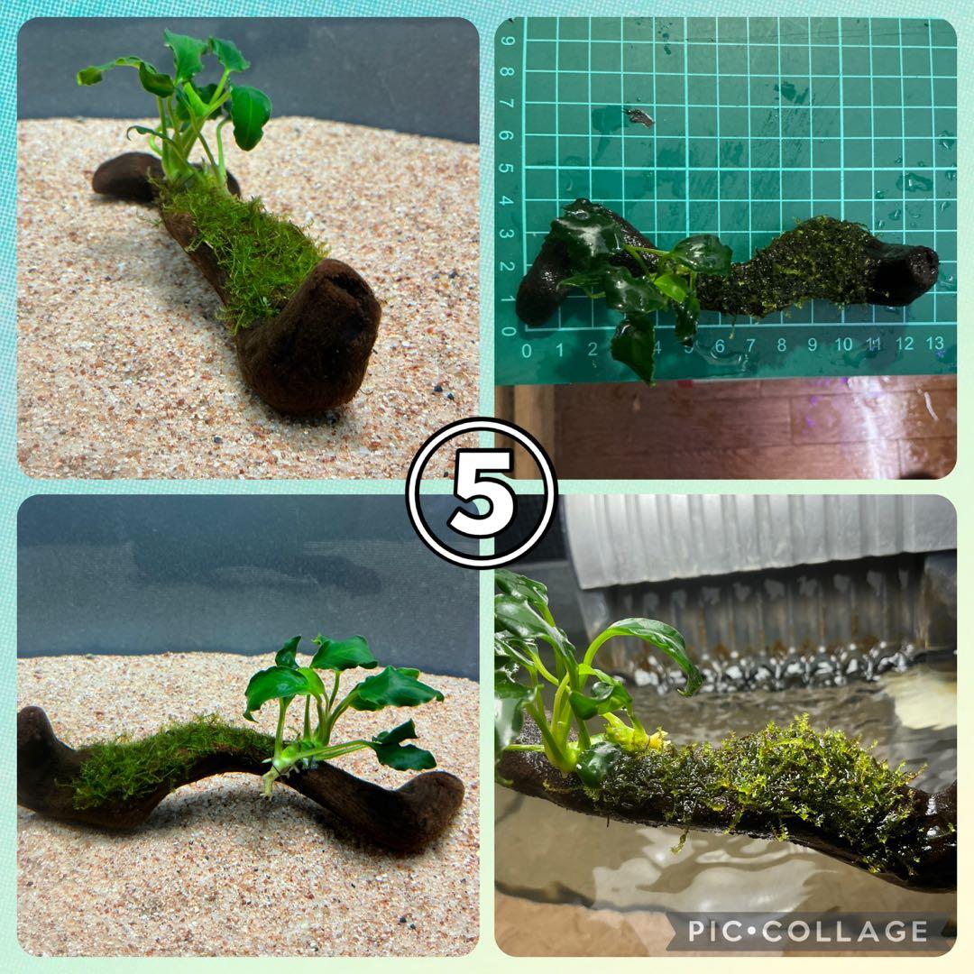 速達】ジャイアント南米モス活着 アヌビアスボンサイ付き流木15cm 流木