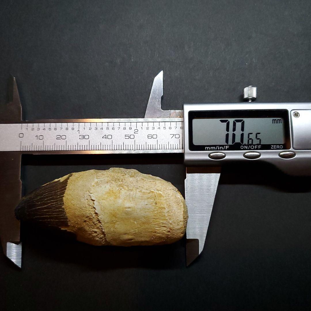 美品 歯根付き モササウルス 化石 歯 本物 70.46mm mos65