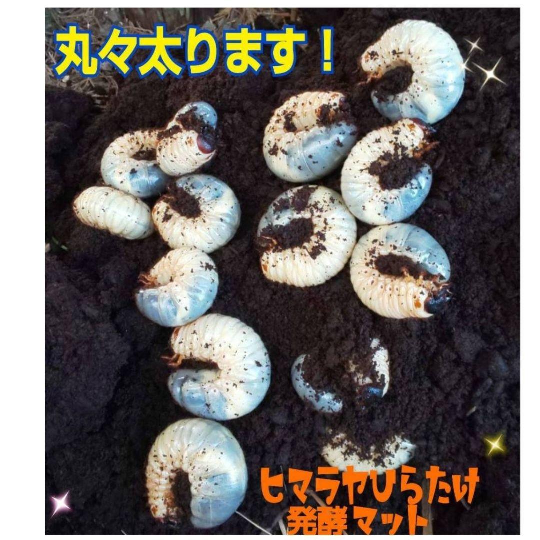 カブトムシ幼虫の餌、産卵にはコレです！改良版！発酵マット50L☆大きく