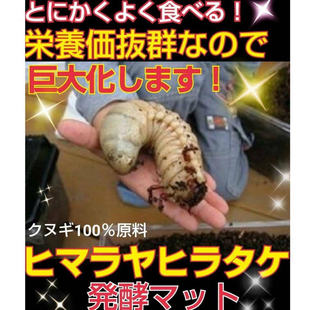カブトムシ幼虫の餌、産卵にはコレです！改良版！発酵マット50L☆大きく
