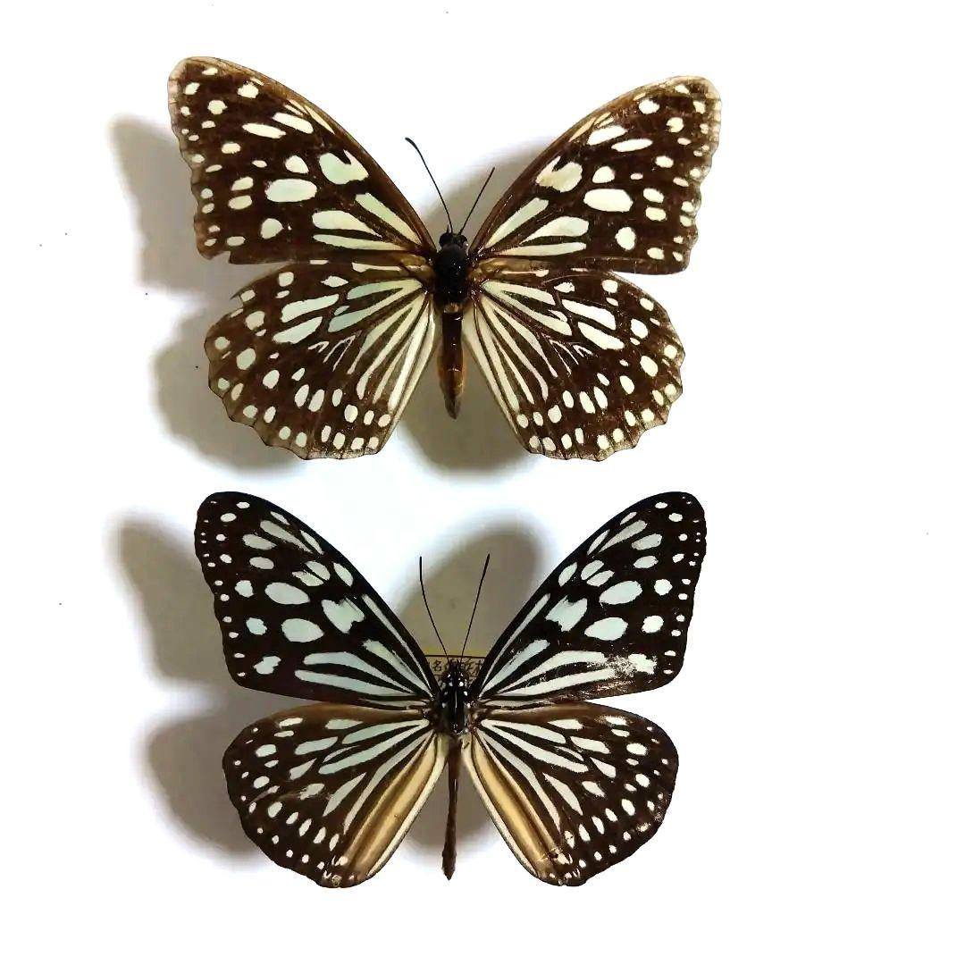 国産蝶標本】タカネヒカゲ/岐阜県-富山県.北ノ俣岳産/44.6mm