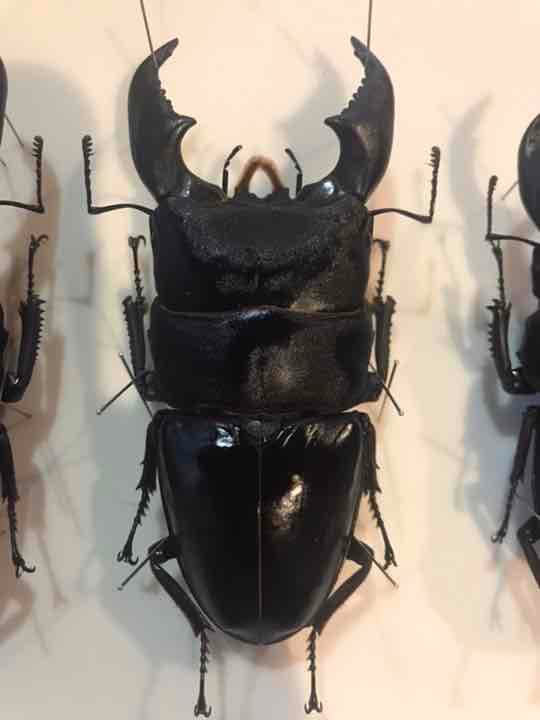 スマトラオオヒラタ 104.7㎜ 標本 スマトラオオヒラタ/スマトラオオ